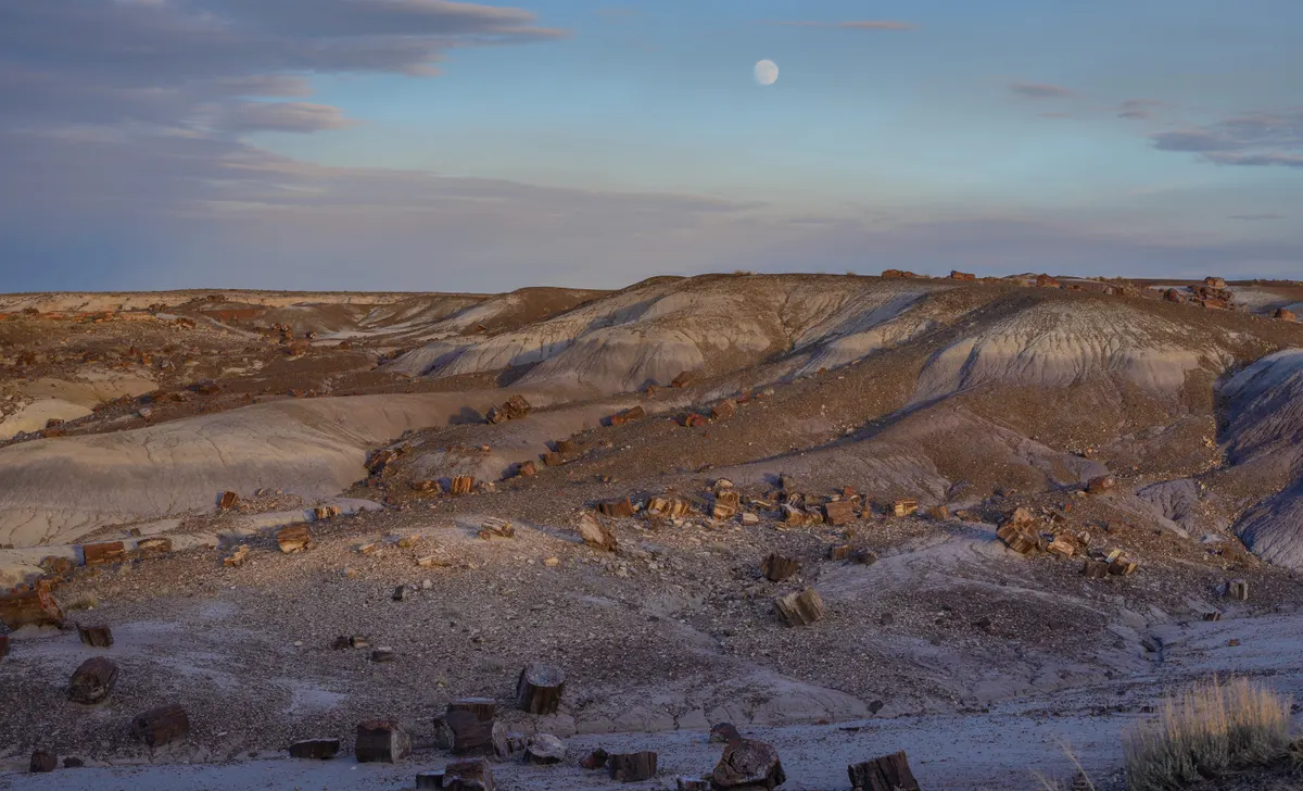 A view in Petrified Forest National Park